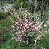 Pink Flowering Almond Shrub in Quart Pot - 6-12" Tall Flowering Almond Plant, Ornamental Flowering Bush for Garden, Borders and Landscape