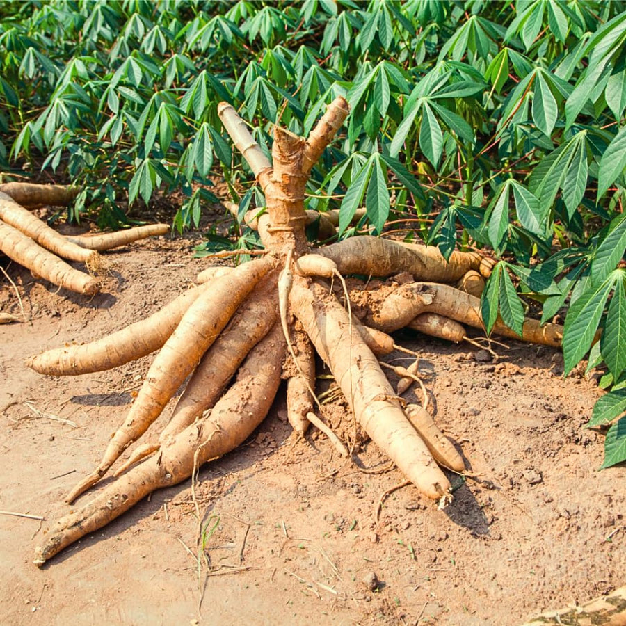 Yuca Cassava Plant Live in 4'' Pot, Sweet Yuca Roots 4-7 Inches, Vegetable for Outdoor Garden