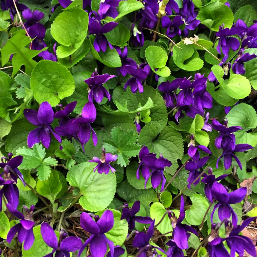 24 Common Blue Violet Live Plants Ground Cover Bush, Blue Purple Bloom Colors for Growing, Bare Roots