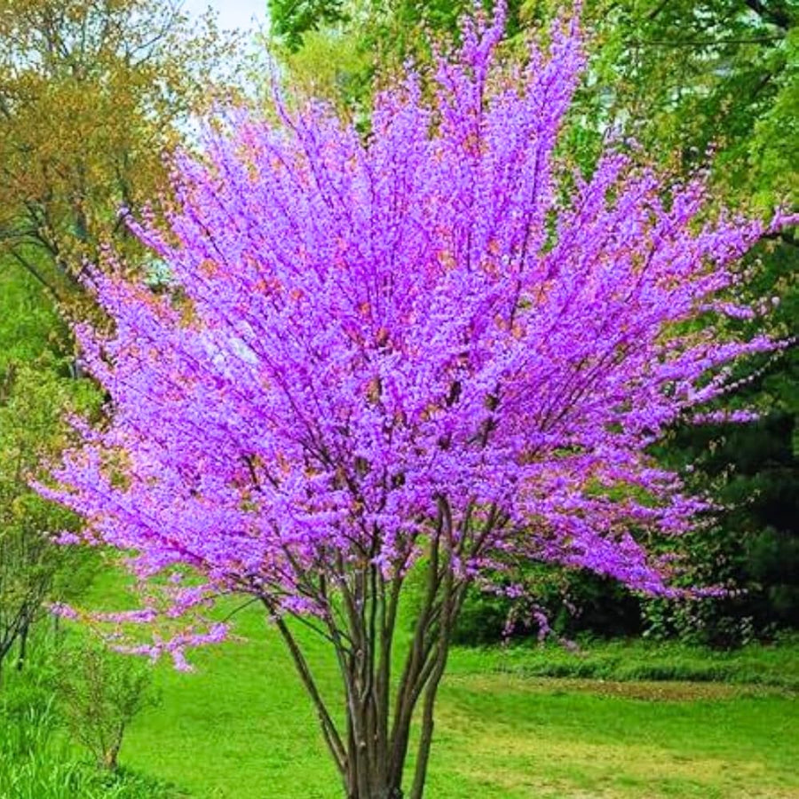 2 Eastern Redbud Trees Live, 1-2 Years Old, 16-24 Inches Tall, Flowering Ornamental Tree for Outdoor Planting, Pink Purple Redbud Plants