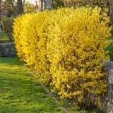 Forsythia Plant Live, Forsythia Bush Live Plant, Well Rooted in Quart Pot, 8-10 Inches Tall, Perennial Shrub for Outdoor Growing