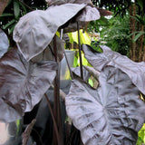 3 Colocasia Plants Live, Elephant Ear Caladium Esculenta Plants, 5 to 8 Inc Tall (Coral Black)