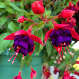 Fuchsia Plant, 3 to 4 Inch Tall Fuchsia Plants Live, Hanging Fuchsias Plants Well Rooted for Planting, Hardy Fuchsias Live Plants, Perennial, Colorful Flowers (Purple Red Flowers)