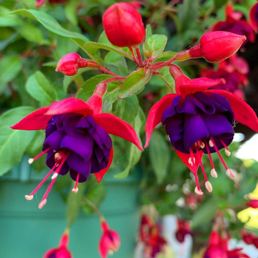 Fuchsia Plant, 3 to 4 Inch Tall Fuchsia Plants Live, Hanging Fuchsias Plants Well Rooted for Planting, Hardy Fuchsias Live Plants, Perennial, Colorful Flowers (Purple Red Flowers)