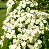 Kousa Dogwood Live Tree in Quart Pot, Flowering Ornamental Trees for Outdoor Garden, White Blooms Spring Tree 8-14 Inches Tall
