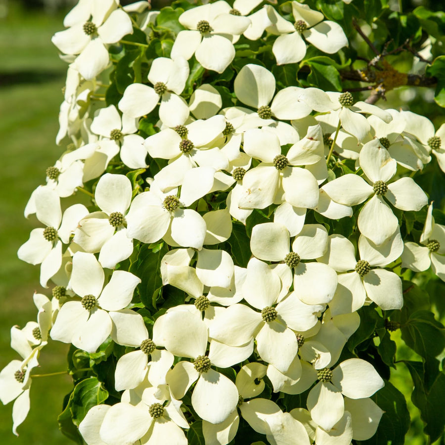Kousa Dogwood Live Tree in Quart Pot, Flowering Ornamental Trees for Outdoor Garden, White Blooms Spring Tree 8-14 Inches Tall
