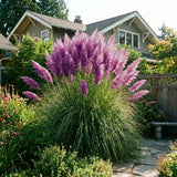 Set 200 Purple Pampas Grass Seeds for Planting, Pampas Grass, Ornamental Grass for Garden Decor, Landscape