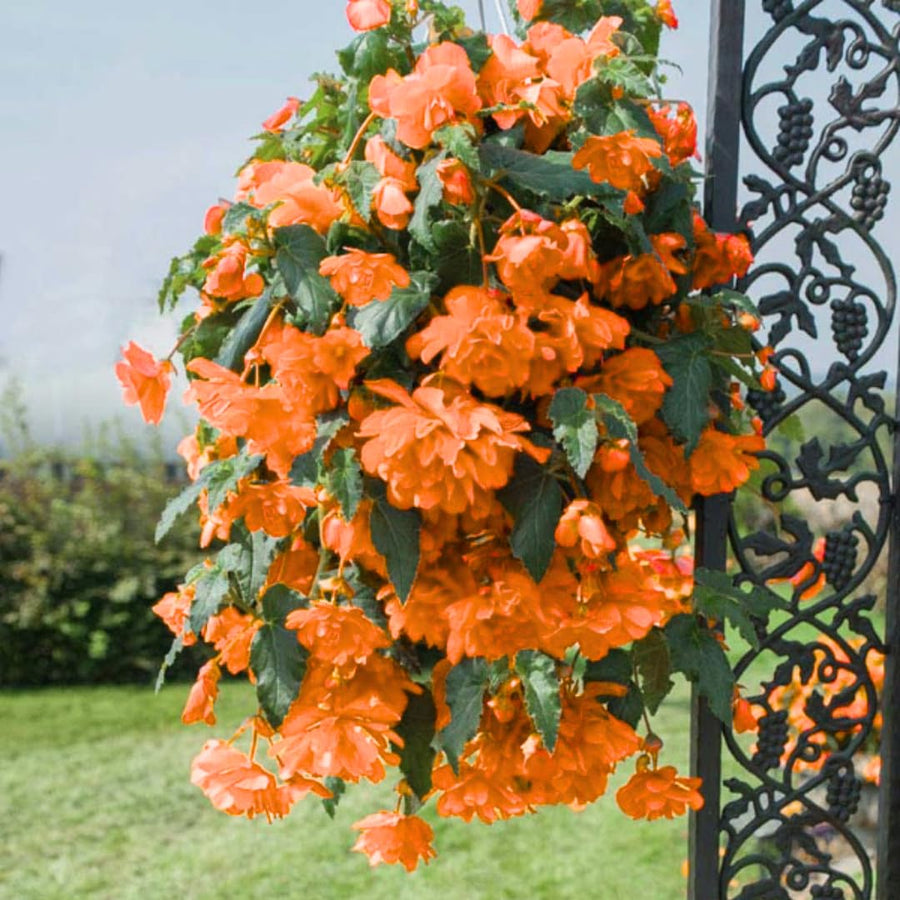 Begonia Live Plant Outdoor, Can Grow As Weeping Begonia, Fast-Growing, Easy-Care Flowering Plant for Gardens Containers, 5-9” Tall, No Pot, Begonia Maculata Plants (Summer)