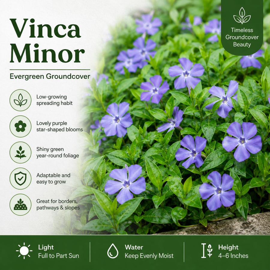 2 Vinca Minor Live Vines in 4 Inch Pot, Periwinkle Ground Cover Plant for Shade and Sun, Trailing Vine for Garden