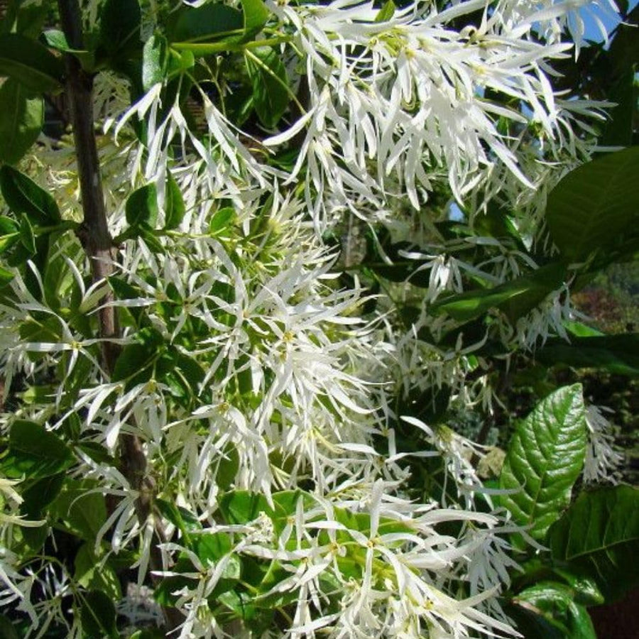 White Fringe Tree Live Plant 8-10 Inches Tall, in Quart Pot, White Fringe Plant Ornamental Shrub for Garden and Yard, Dormant in Winter