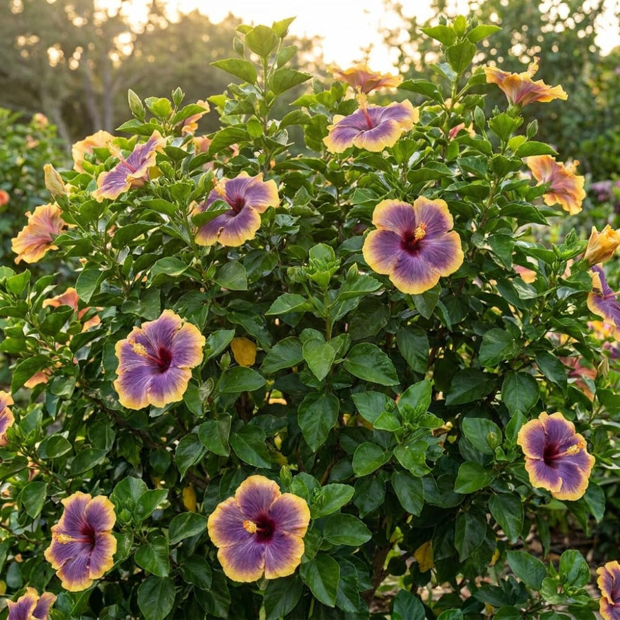 Purple Yellow Hibiscus Plant Live, Well-Rooted Hibiscus Flowers, 5-7 Inches Tall, Tropical Flowering for Indoor Outdoor Planting