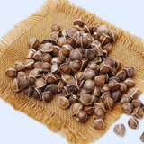 100 Moringa Oleifera Drumstick Seeds for Planting, Moringa Seeds, Herb Garden, Easy to Plant