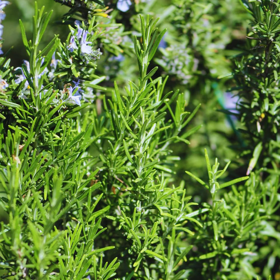4 Inc Pot Rosemary Plant Live in Pot, Live Rosemary Herb Plant, 5 to 6 Inc Tall