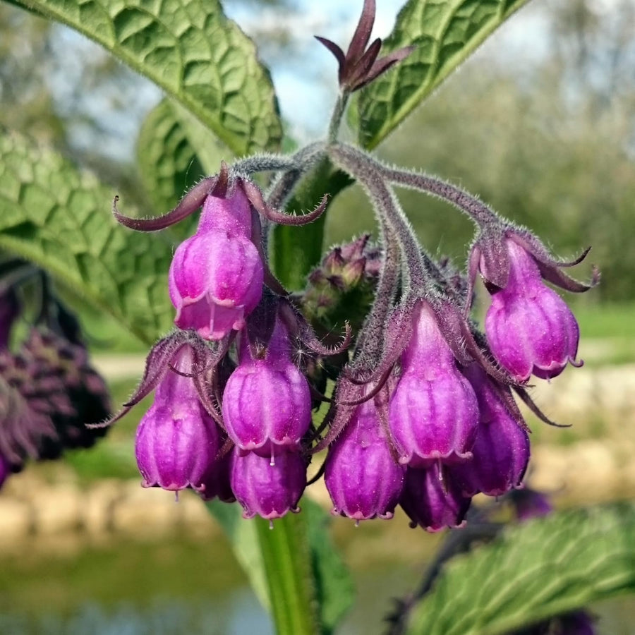 8 Comfrey Cuttings Plant Root Fast-Growing, High Yields Bocking 4 Comfrey Plant Live Roots, Perennial Herb Plant