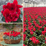 Cyclamen Plant Live, Hardy Flowering Plant with Vibrant Bloom, 5-7 Inches Pot, Outdoor Indoor Houseplant (Red Cyclamen)