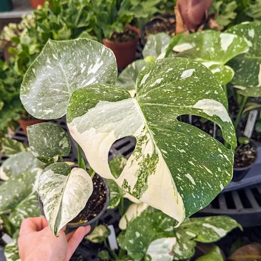 2 Monstera Thai Constellation Philodendron Live Plant 5-9" Tall, Rare Tropical Indoor Houseplant Home Garden