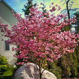 Pink Dogwood Tree Live Plant for Planting 7-12 Inc Height, in Pot, Pink Dogwood Live Plant Dogwood Bush Shrub, Dogwood Plant Live, Dogwood Flowers