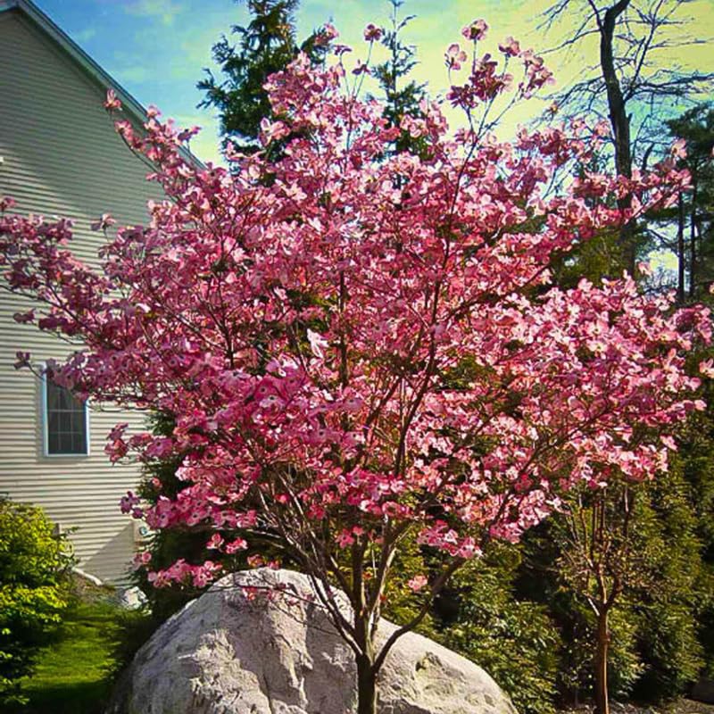 Pink Dogwood Tree Live Plant for Planting 7-12 Inc Height, in Pot, Pink Dogwood Live Plant Dogwood Bush Shrub, Dogwood Plant Live, Dogwood Flowers