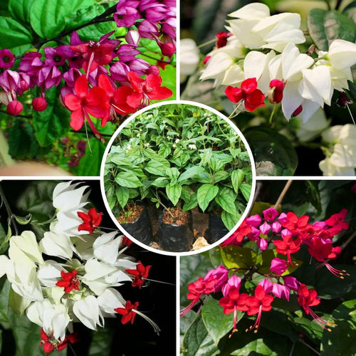 2 Bleeding Heart Vine 5 to 9 Inch Tall, Clerodendrum Bleeding Heart Plants Live Well Rooted, Ornamental Flowers (Mixed Bleeding Heart)