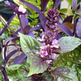 Krishna Basil Plant 4-7'' Tall, Purple Tulasi Herb Plants Live, Fragrant, Hardy, Perennial Herbs in 4'' Pot