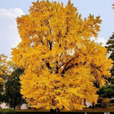 Ginkgo Tree Live Plant, Yellow Leaves, Hardy Ginkgo Tree, 8-10" Tall in Quart Pot for Planting