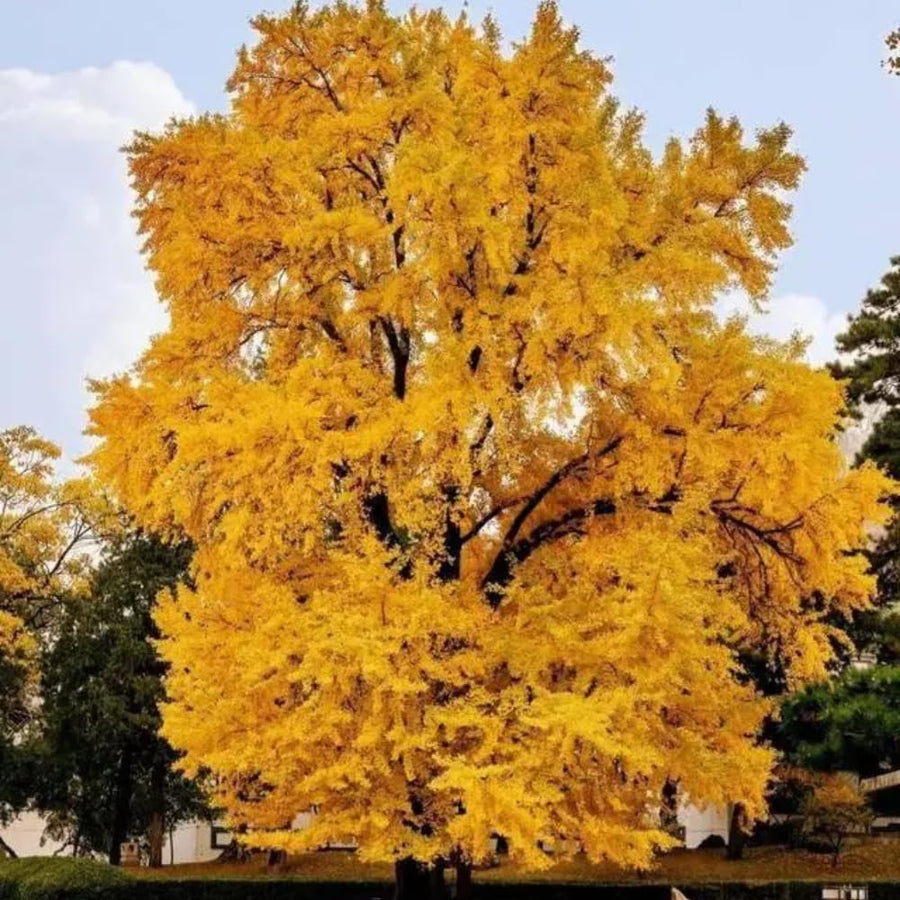 Ginkgo Tree Live Plant, Yellow Leaves, Hardy Ginkgo Tree, 8-10" Tall in Quart Pot for Planting