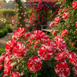 Red White Climbing Rose Live Plant, Fragrant Rose Bush Ready to Plants, Zone 5 to 9, Size 5 to 7 Inches and Bare Root