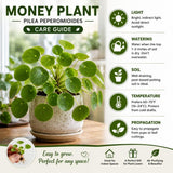 Live Money Plant - 4" Pot Pilea Peperomioides Live Houseplant, Money Plant Indoor Plant, Easy Care Decorative House Plant
