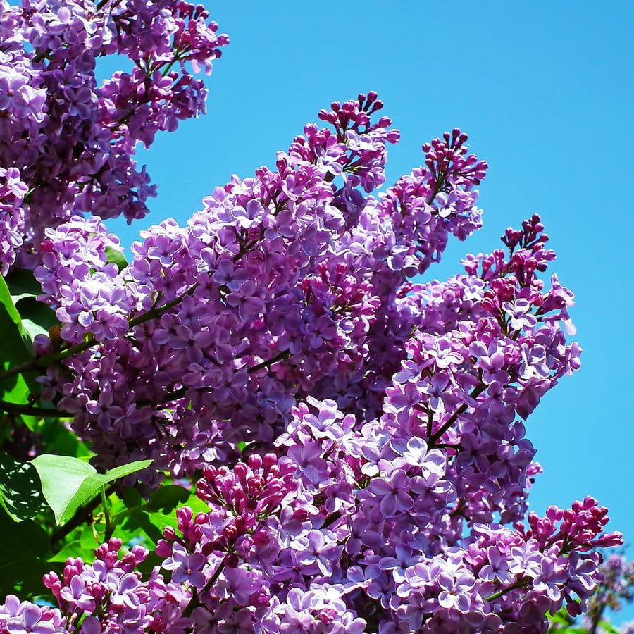 2 Purple Lilac Trees Live Plants, 1 to 2 Feet Height, Reblooming Lilac Plant Live for Planting Outdoors, Bareroots, No Leaves, Fragrant Flowers Bush Live Shrub