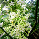 Jasmine Plant Live, White Fragrant Jasmine Flowering Vine, 4-7 Inches, Flowers for Home Garden, Balcony, Trellis (Night Blooming Jasmine)
