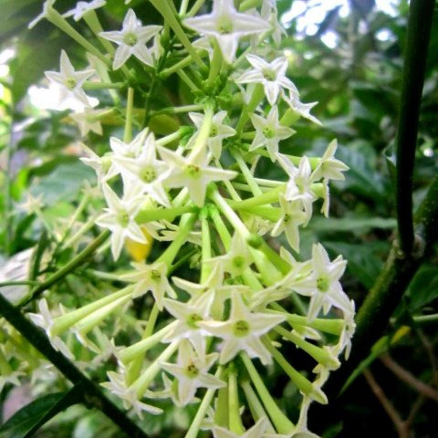 Jasmine Plant Live, White Fragrant Jasmine Flowering Vine, 4-7 Inches, Flowers for Home Garden, Balcony, Trellis (Night Blooming Jasmine)