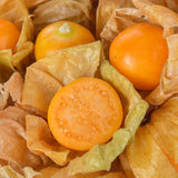 Cape Gooseberry Plant in 4 Inch Pot, 6-9 Inch Tall Ground Cherry Plant, Fruit Seedling for Garden - Sweet Tropical Berry Plants