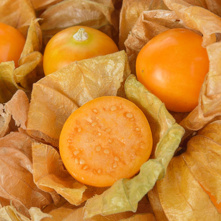 Cape Gooseberry Plant in 4 Inch Pot, 6-9 Inch Tall Ground Cherry Plant, Fruit Seedling for Garden - Sweet Tropical Berry Plants