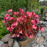 Begonias Plant Indoor, Begonia Plant Houseplant, Rare Begonias Live Plant 4 to 6 Inches Height No Pot (Red Brown Leaf)