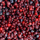 Huckleberry Bush Plant 6-12 Inches, Sweet Huckleberries Tree, Ready to Grow Indoor Outdoor, Well Rooted Potted Plant