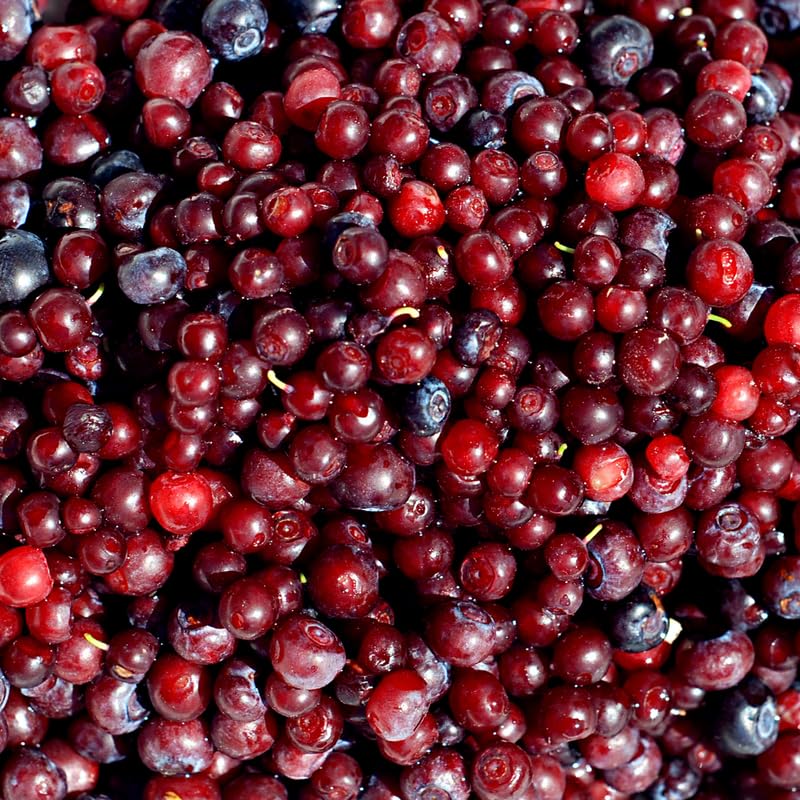 Huckleberry Bush Plant 6-12 Inches, Sweet Huckleberries Tree, Ready to Grow Indoor Outdoor, Well Rooted Potted Plant