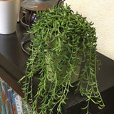 String of Banana Live Plants, Easy Indoor Trailing Succulent in 2.5" Pot, Hanging Succulent Houseplant Indoor Outdoor Planting