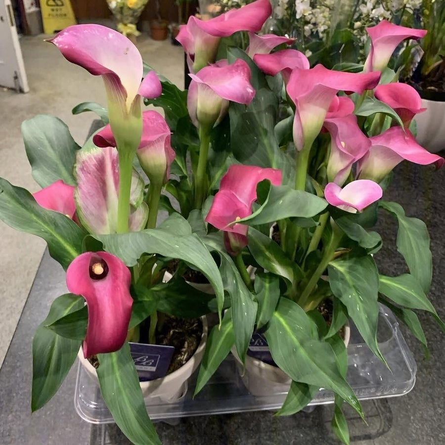Set 3 Pink Calla Lily Bulbs for Outdoor Planting, Calla Lily Bulbs for Planting, Ornamental Flower Bulbs for Growing