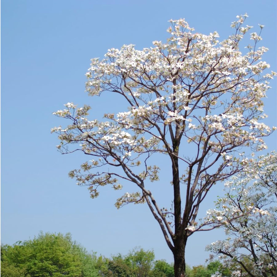 Dogwood Tree Live Plant, White Dogwood Trees Seedling from 8 to 10 Inches Height, White Ornamental and Cold Hardy, Quart Pot