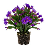Purple Easter Cactus Plant Live, Vibrant Blooming Cactus, 6'' Tall in 4 Inches Pot, Holiday Cactus, Flowering Succulent for Indoor Outdoor Planting