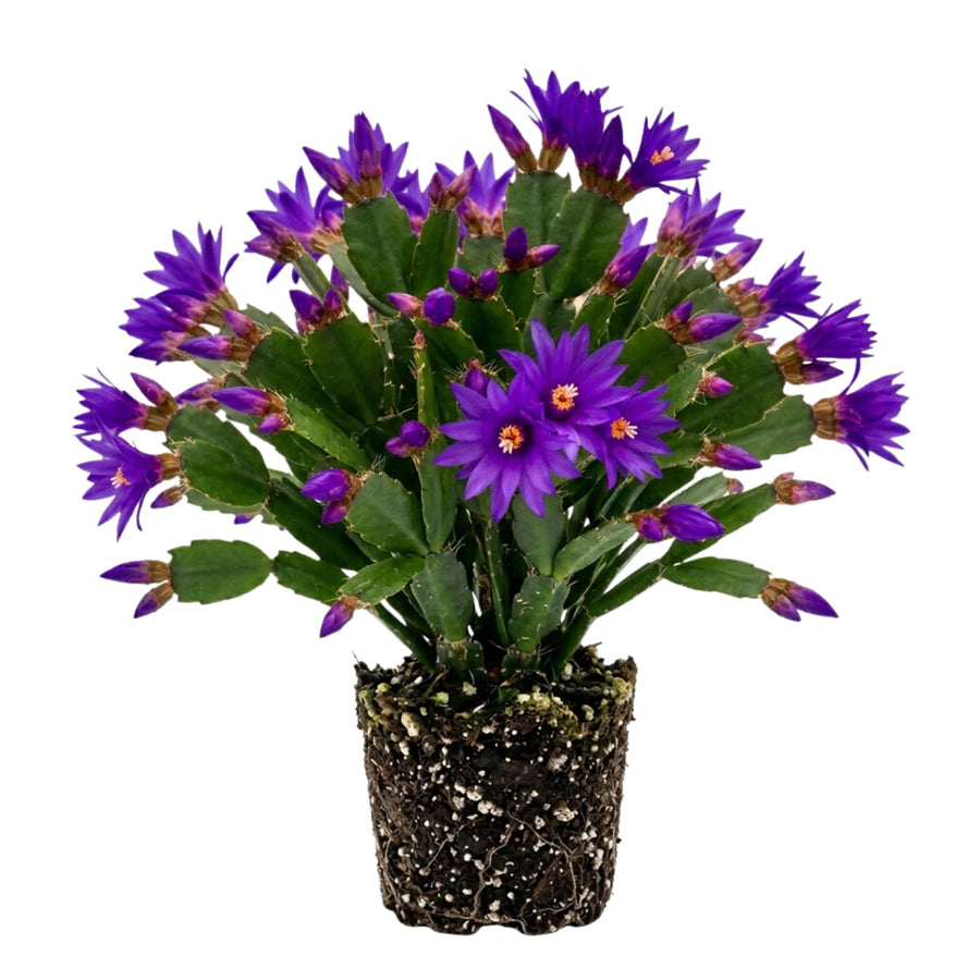 Purple Easter Cactus Plant Live, Vibrant Blooming Cactus, 6'' Tall in 4 Inches Pot, Holiday Cactus, Flowering Succulent for Indoor Outdoor Planting