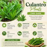 Culantro Plant Live, Culantro Plant, 3-5 Inc Tall, Edible and Fragrant Herbs, Indoor Outdoor Growing