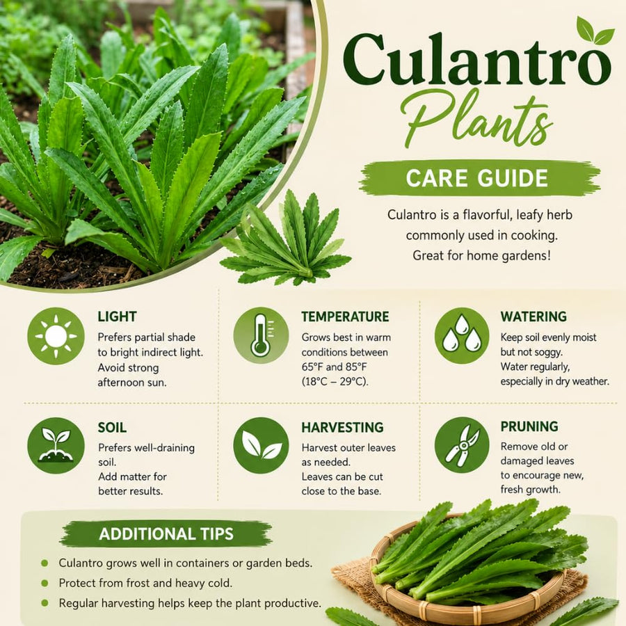 Culantro Plant Live, Culantro Plant, 3-5 Inc Tall, Edible and Fragrant Herbs, Indoor Outdoor Growing