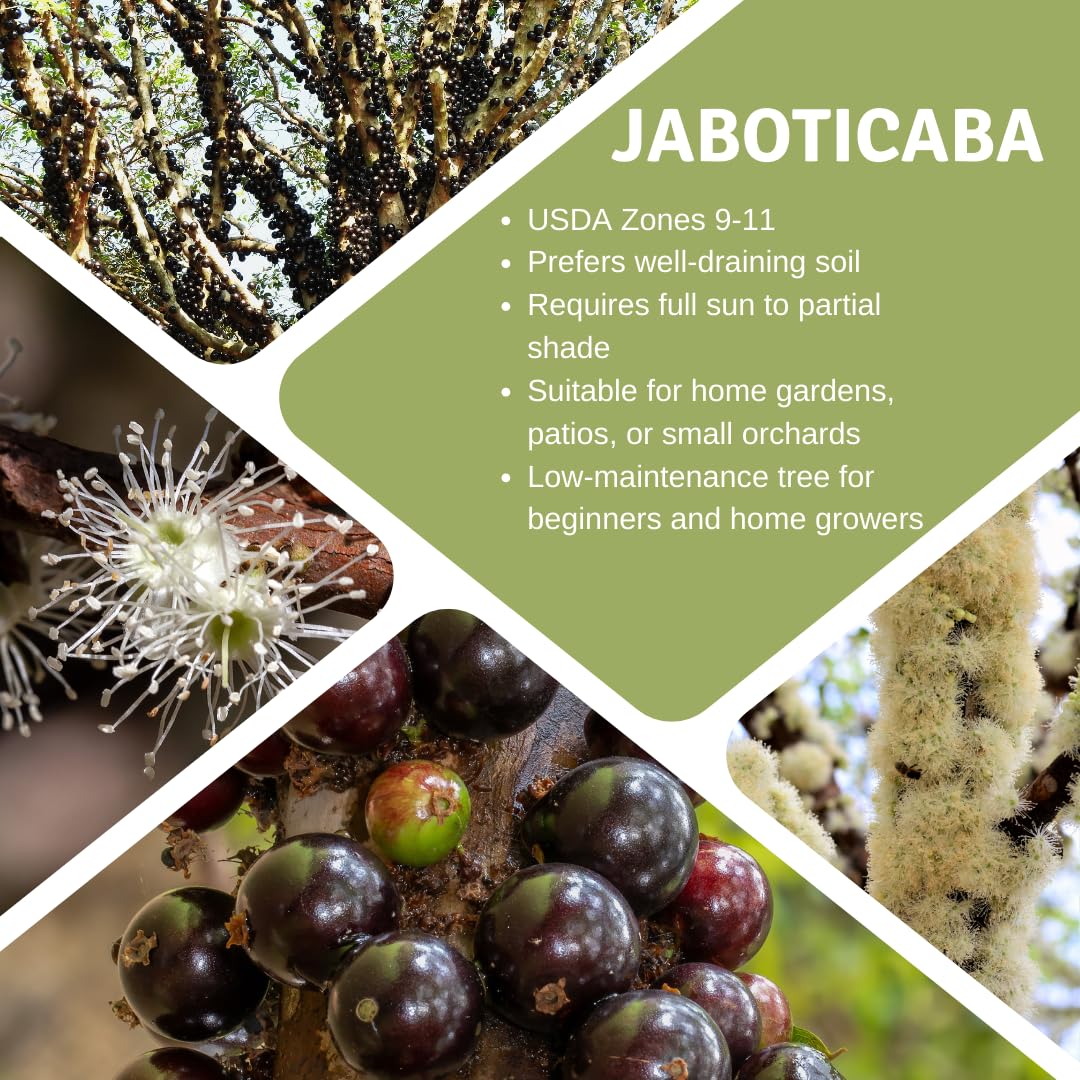 Jaboticaba Tree Plant Live, Black Jaboticaba Fruit Tree, 3 Feet Tall, Well-Rooted for Outdoor Growing