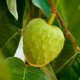 Cherimoya Tree Live Plant, 2-3 Feet Tall in One Gallon Pot, Tropical Annona Fruit Tree for Outdoor or Container Planting