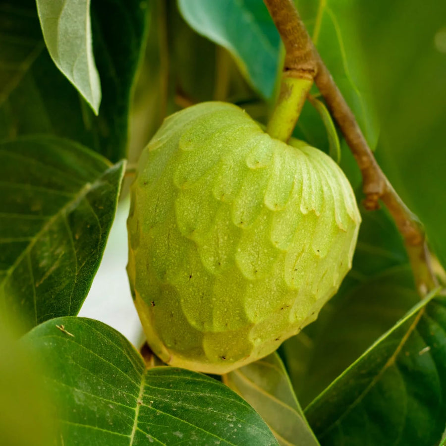 Cherimoya Tree Live Plant, 2-3 Feet Tall in One Gallon Pot, Tropical Annona Fruit Tree for Outdoor or Container Planting