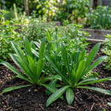 Culantro Plant Live, Culantro Plant for Planting, 4 Inc Tall, Fragrant Culinary Herbs for Container, Indoor Outdoor Garden
