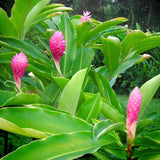 Pink Ginger Plant Live for Planting, Hawaiian Ginger Flower Plant, Tropical Ginger Plant Well-Rooted for Indoor Outdoor Growing, 5-9" Tall