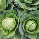 1000 Cabbage Seeds for Planting, Green Cabbage Seeds, Vegetable for Containers, Ready to Grow