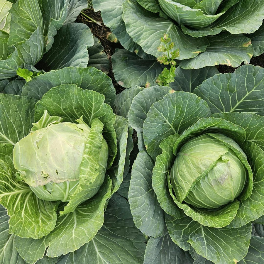 1000 Cabbage Seeds for Planting, Green Cabbage Seeds, Vegetable for Containers, Ready to Grow